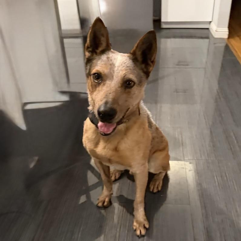 Jackrabbit, ADOPTABLE, Adult Male Australian Cattle Dog / Blue Heeler.