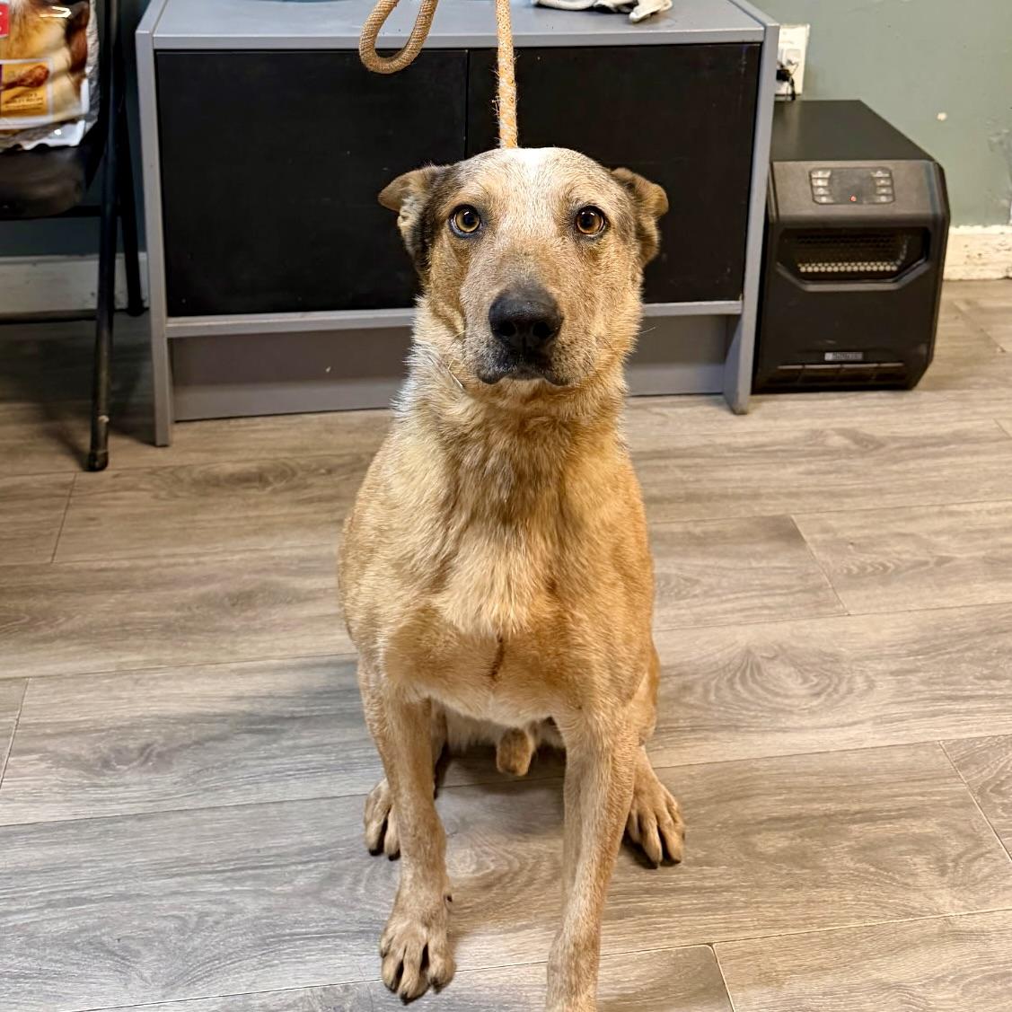 Enlarge Jackrabbit, a ADOPTABLE mixed breed in Aspen, CO image 2/3