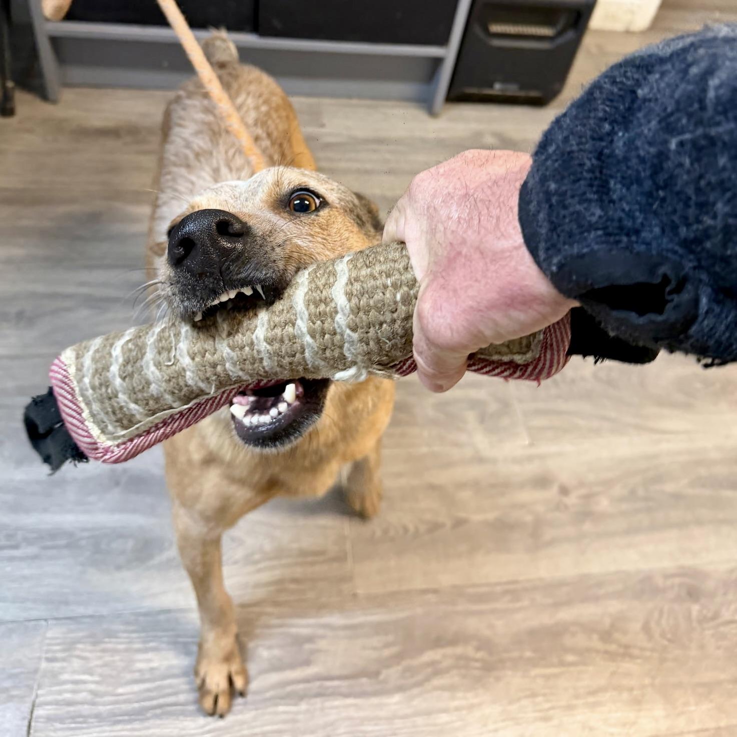 Enlarge Jackrabbit, a ADOPTABLE mixed breed in Aspen, CO image 3/3