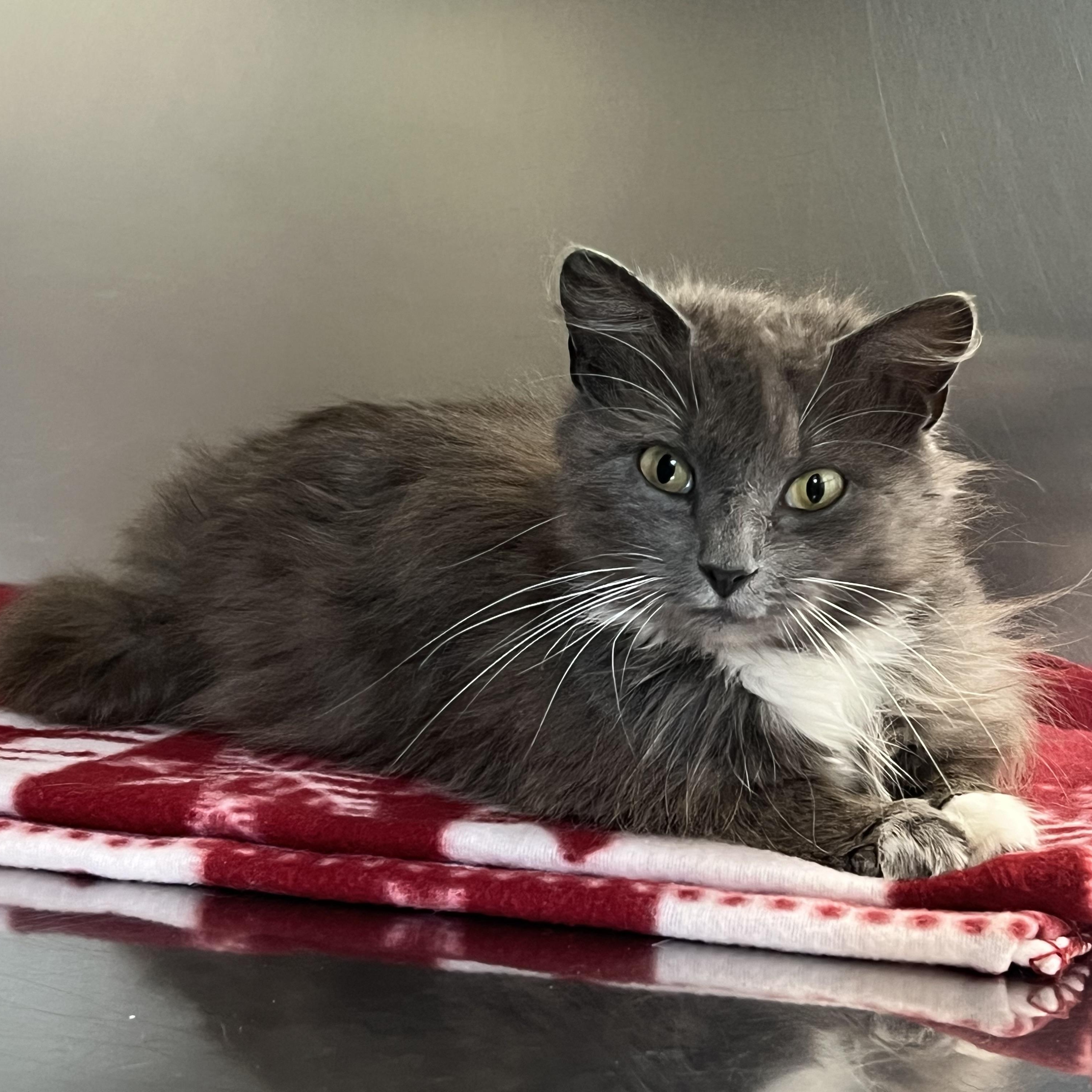 Enlarge Snuggles, an adopted Domestic Short Hair in St Stephen, NB image 2/2