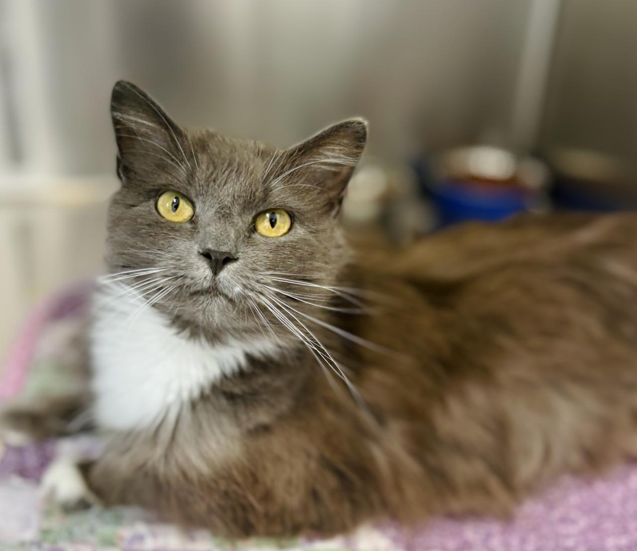 Snuggles, adopted, Young Female Domestic Short Hair.