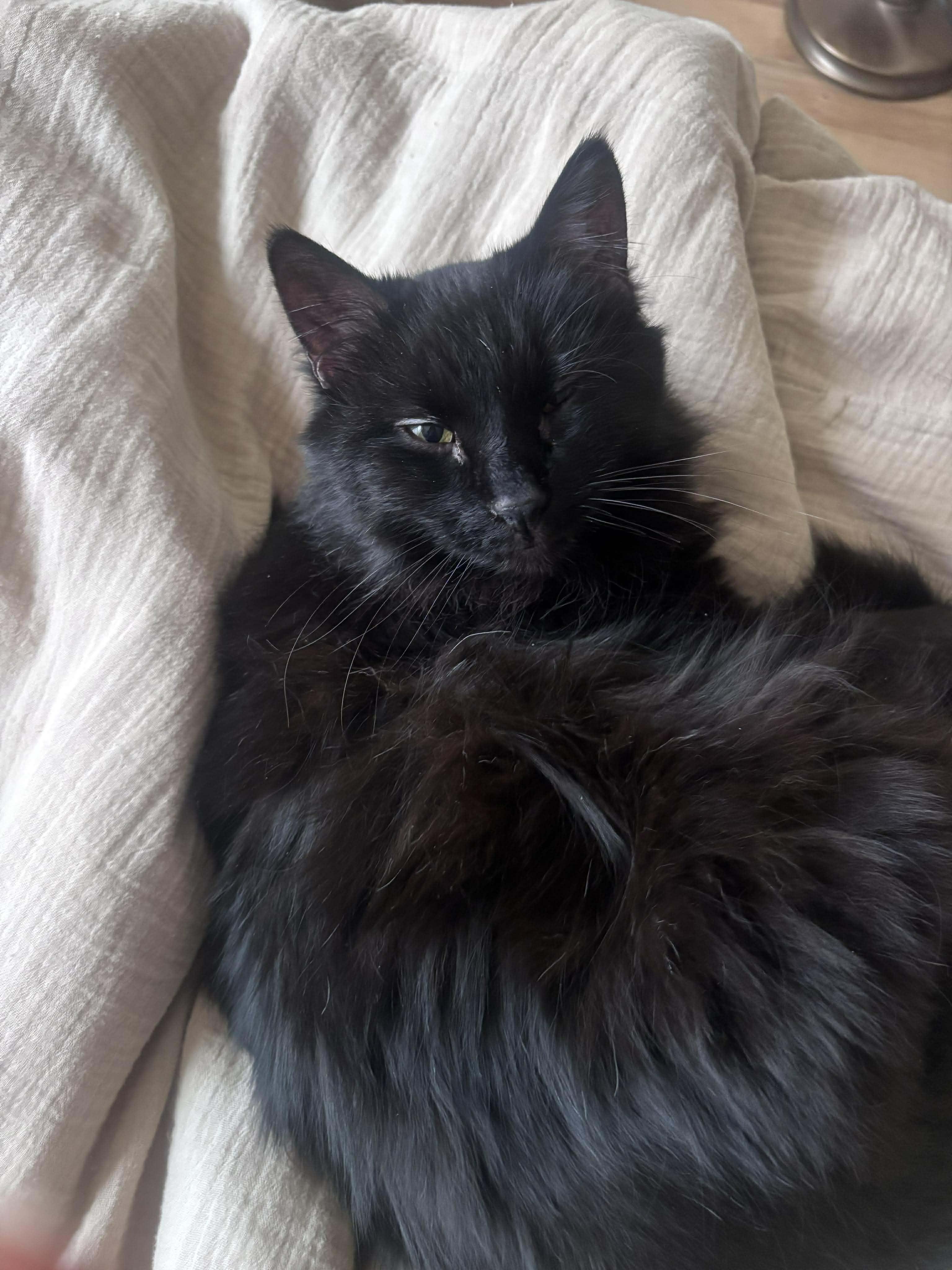 Belia, adopted, Adult Female Domestic Long Hair.