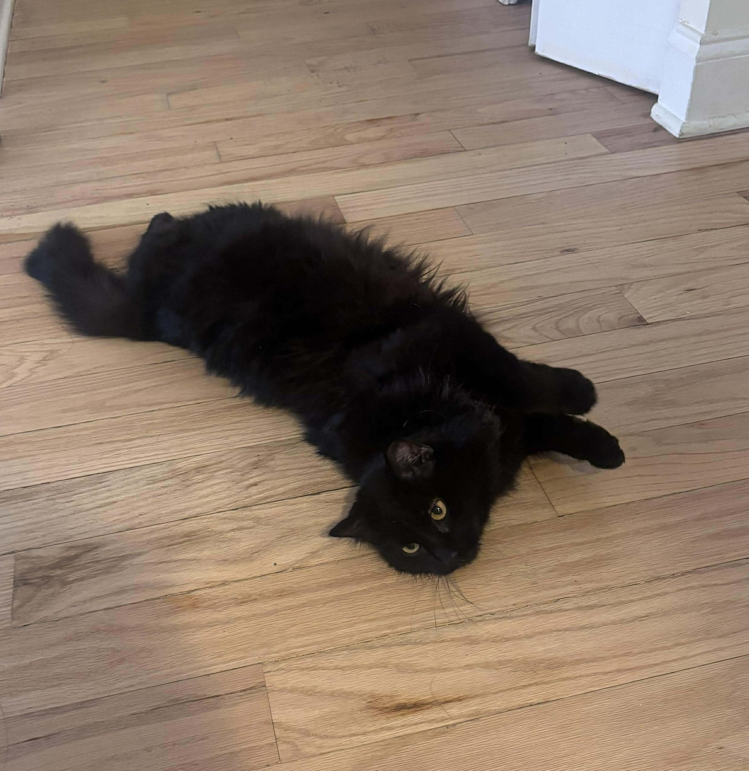 Enlarge Belia, an adopted mixed breed in Chicago, IL image 2/6