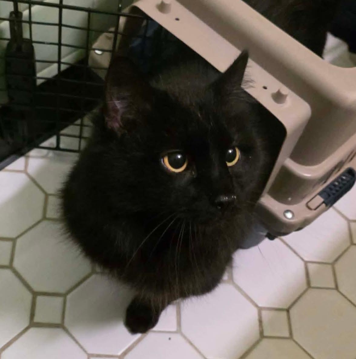 Enlarge Belia, an adopted mixed breed in Chicago, IL image 5/6