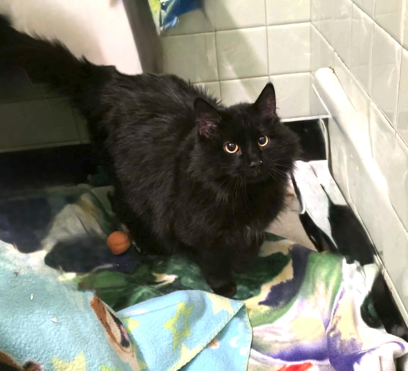 Enlarge Belia, an adopted mixed breed in Chicago, IL image 3/6