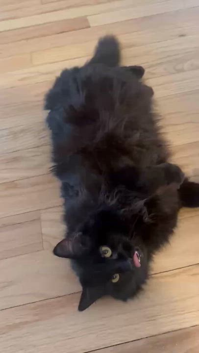 Enlarge Belia, an adopted mixed breed in Chicago, IL video 6/6