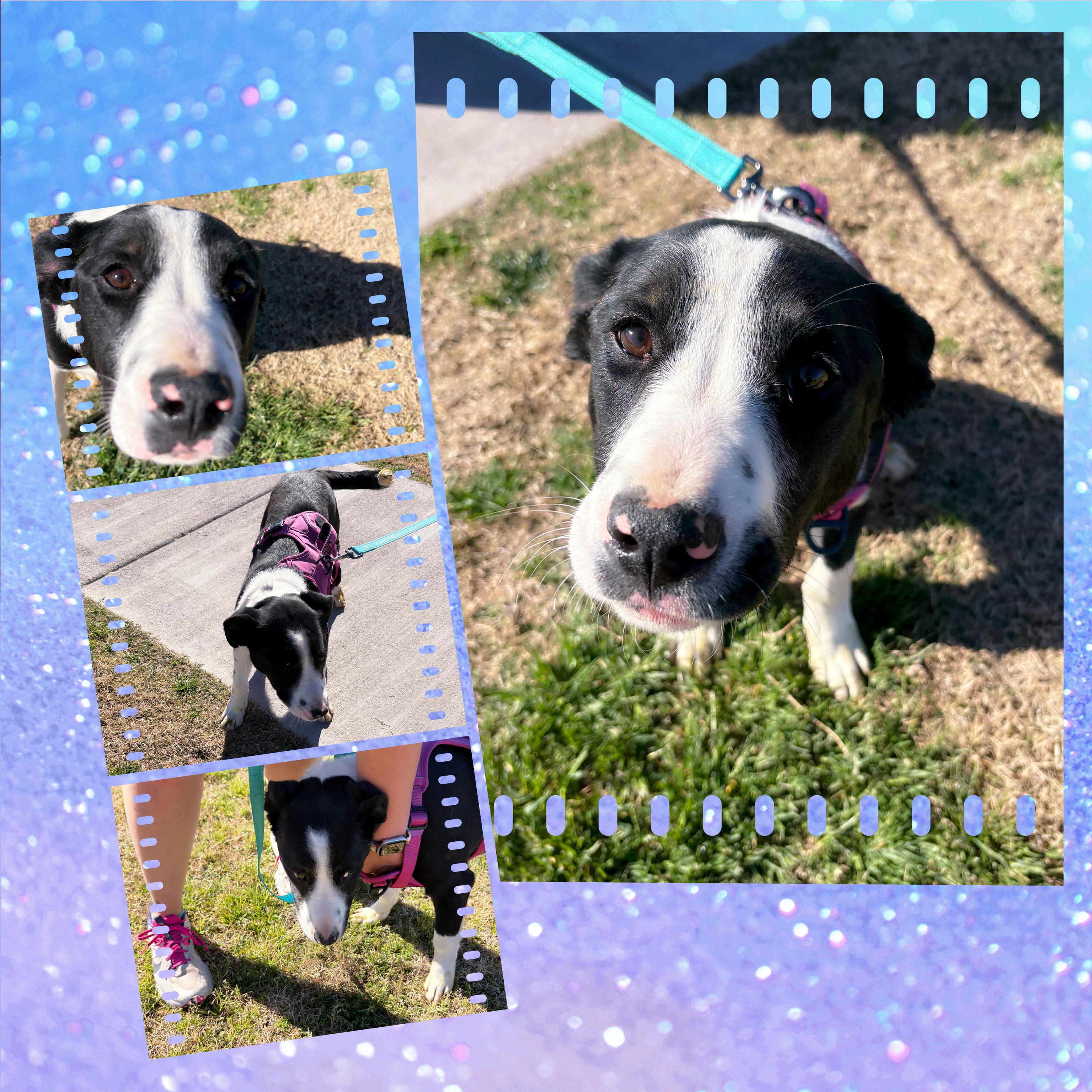 OREO, a ADOPTABLE mixed breed in Chandler, AZ image 3/4