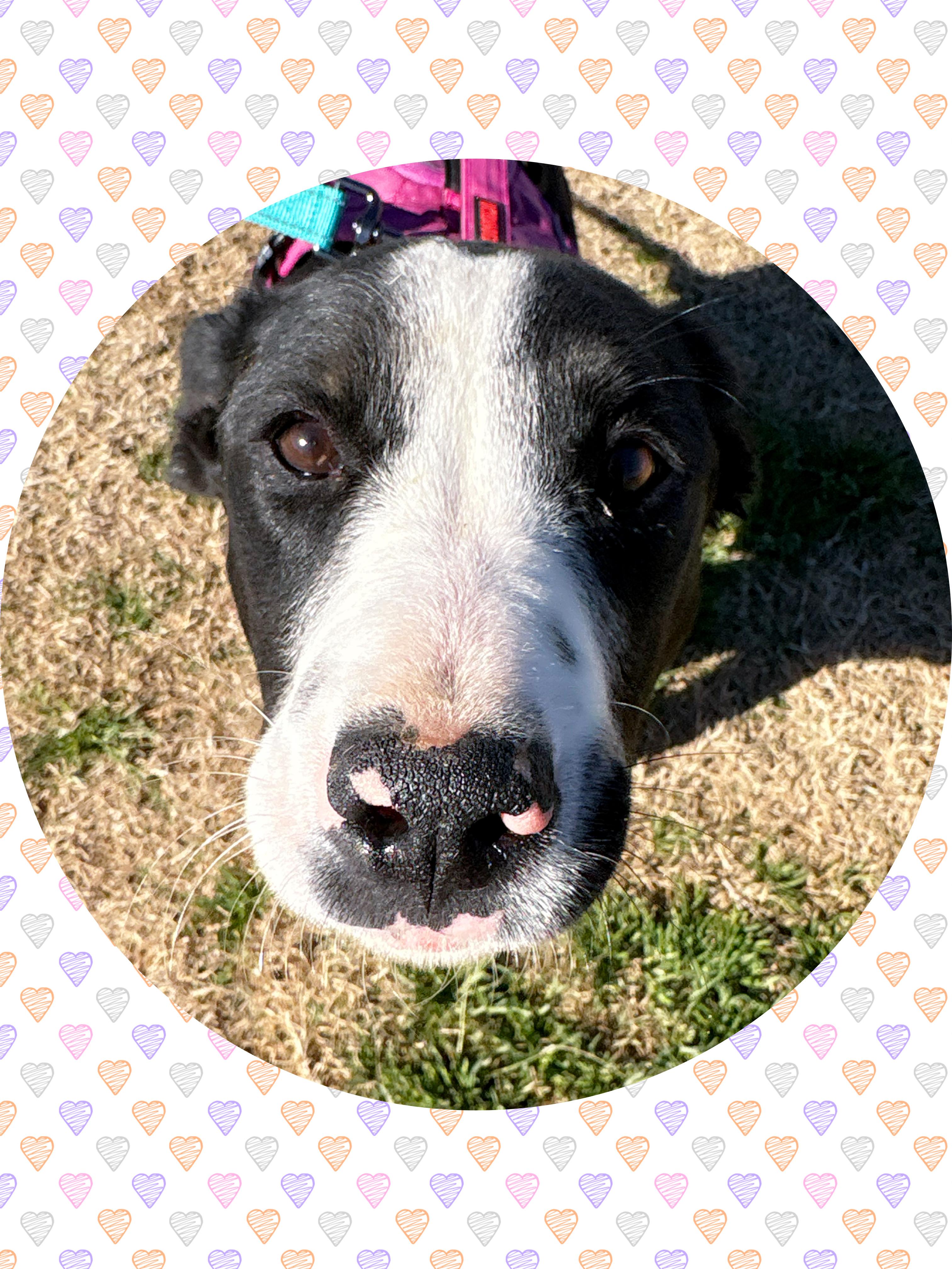 OREO, a ADOPTABLE mixed breed in Chandler, AZ image 2/4