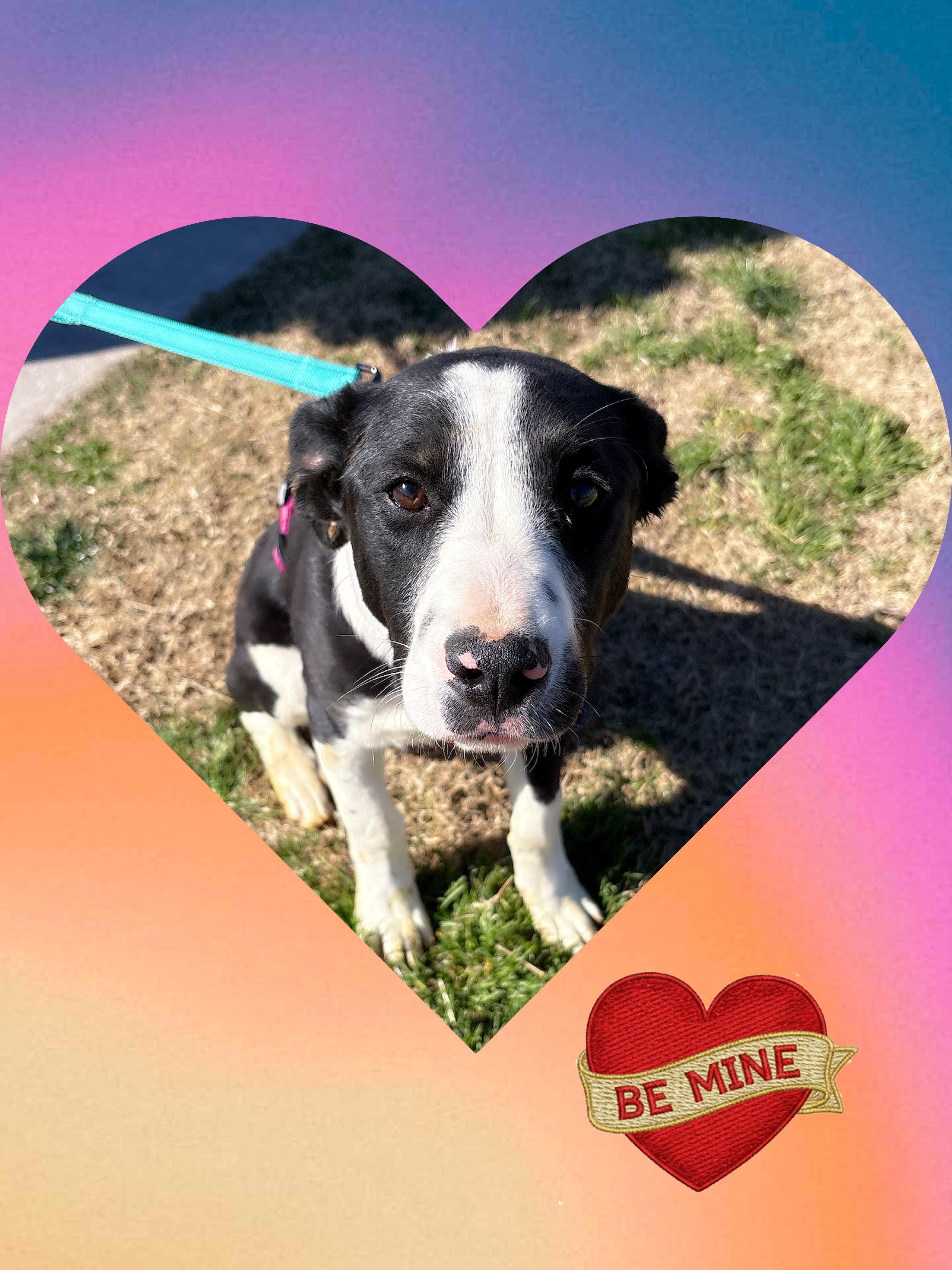 OREO, ADOPTABLE, Young Male Border Collie & Australian Shepherd.