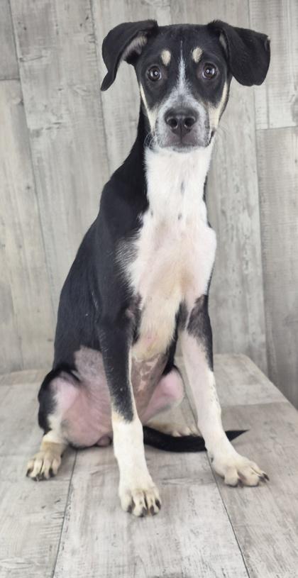 Enlarge Sally, a Adoptable mixed breed in Shreveport, LA image 1/1