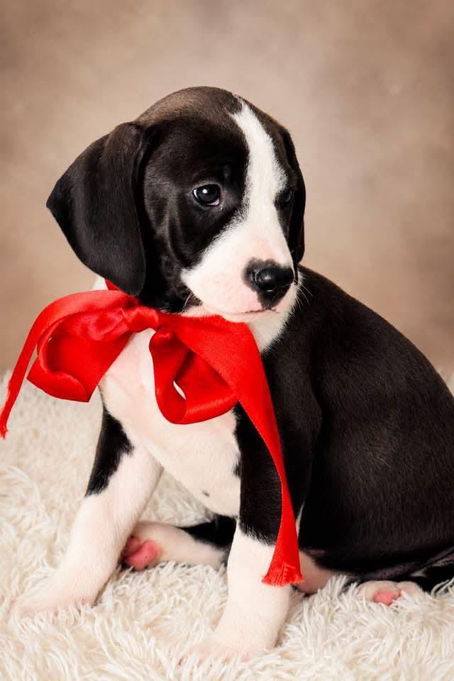 Enlarge Nancy, an adopted mixed breed in Jacksonville, FL image 1/1