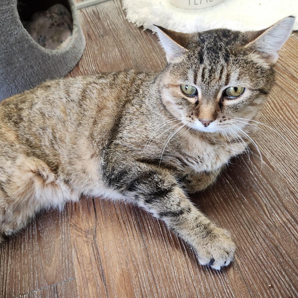 Enlarge Baylee, a Adoptable Domestic Short Hair in Naperville, IL image 1/6