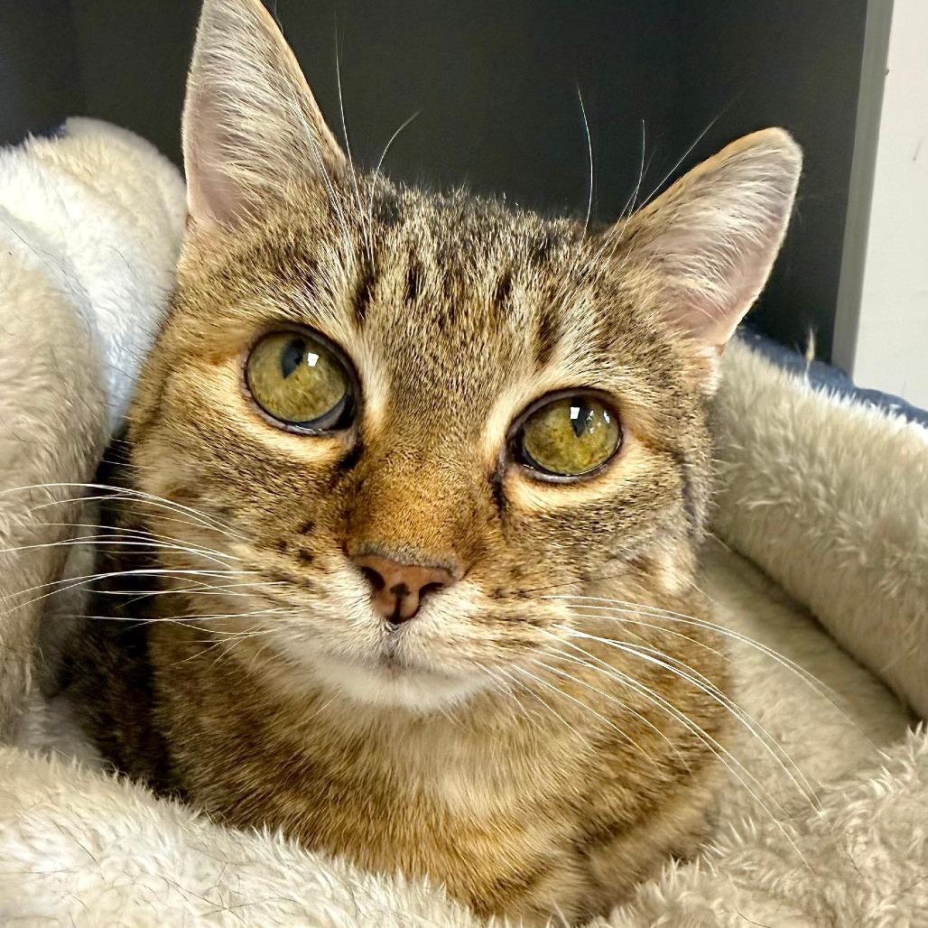 Enlarge Baylee, a Adoptable Domestic Short Hair in Naperville, IL image 2/6