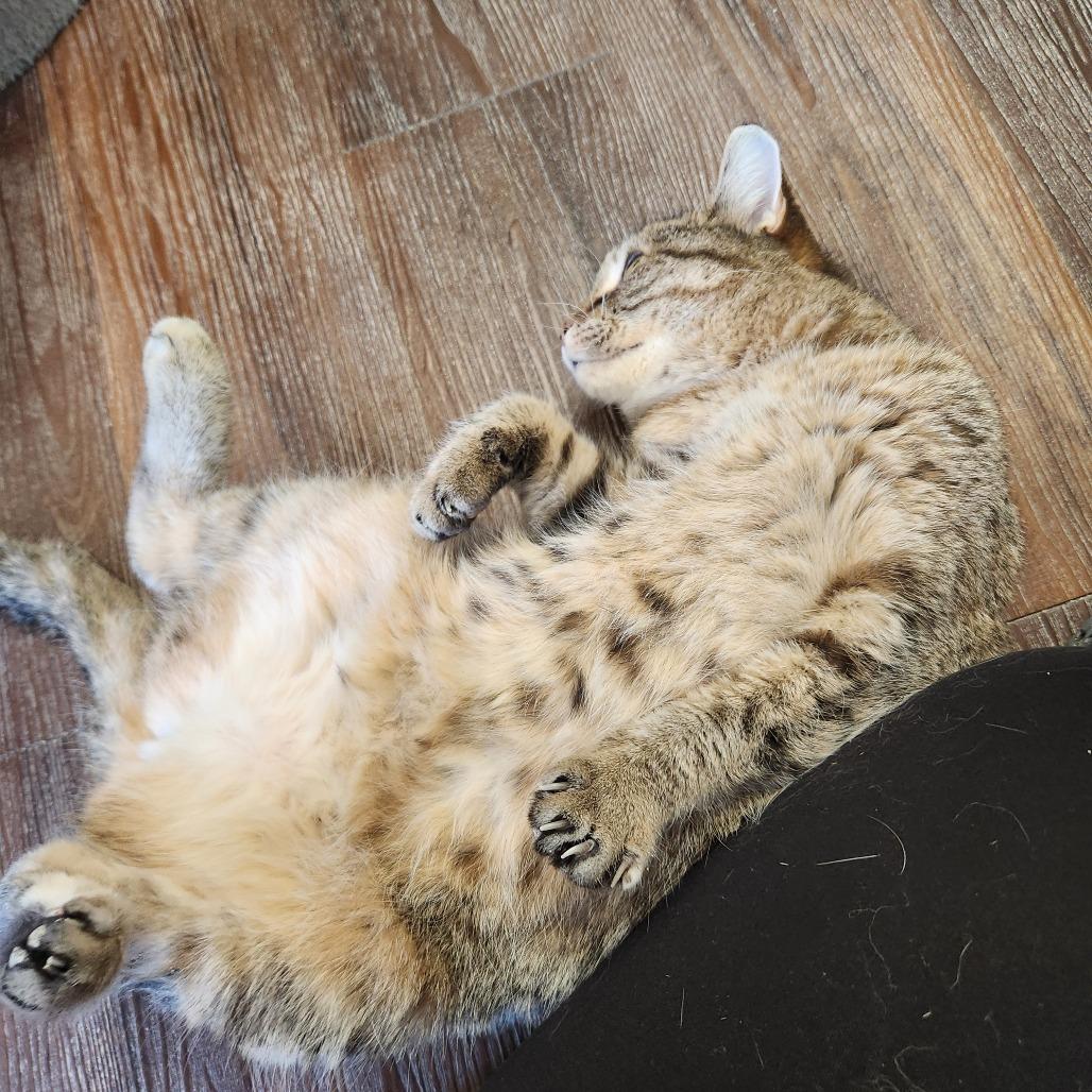 Enlarge Baylee, a Adoptable Domestic Short Hair in Naperville, IL image 3/6