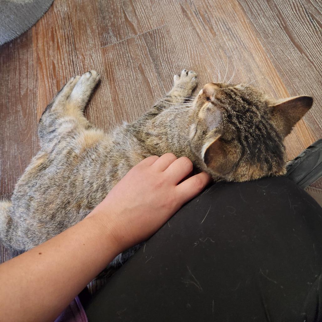 Enlarge Baylee, a Adoptable Domestic Short Hair in Naperville, IL image 4/6