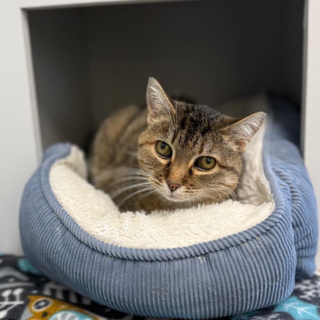 Enlarge Baylee, a Adoptable Domestic Short Hair in Naperville, IL image 5/6