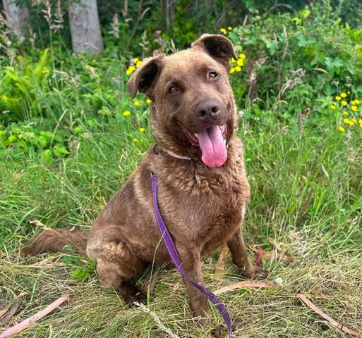 Enlarge ALTON, a Adoptable mixed breed in McKinleyville, CA image 1/1