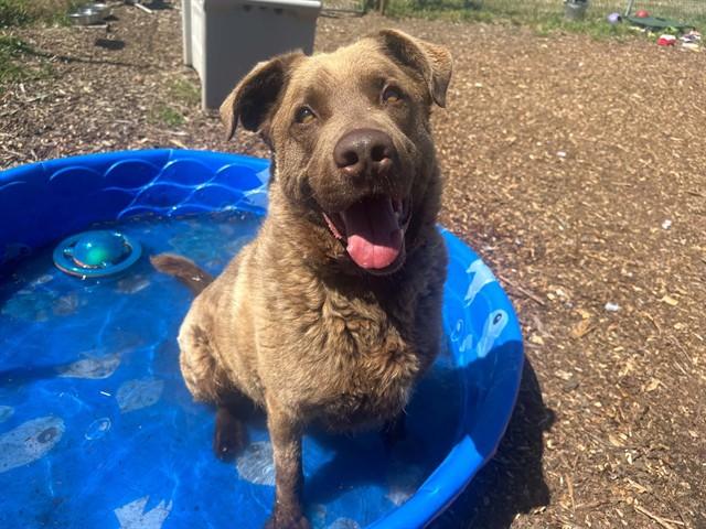 ALTON, Adoptable, Young Male Chesapeake Bay Retriever & Mixed Breed.