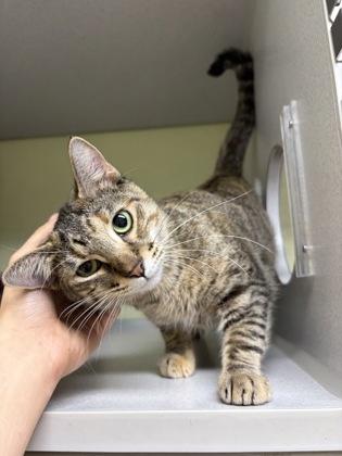 Allium, Adoptable, Young Female Domestic Short Hair & Domestic Short Hair.
