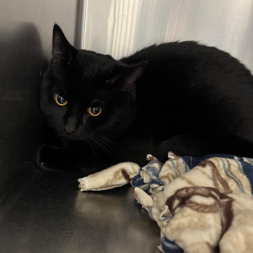 Toothless, Adoptable, Adult Male Domestic Short Hair.