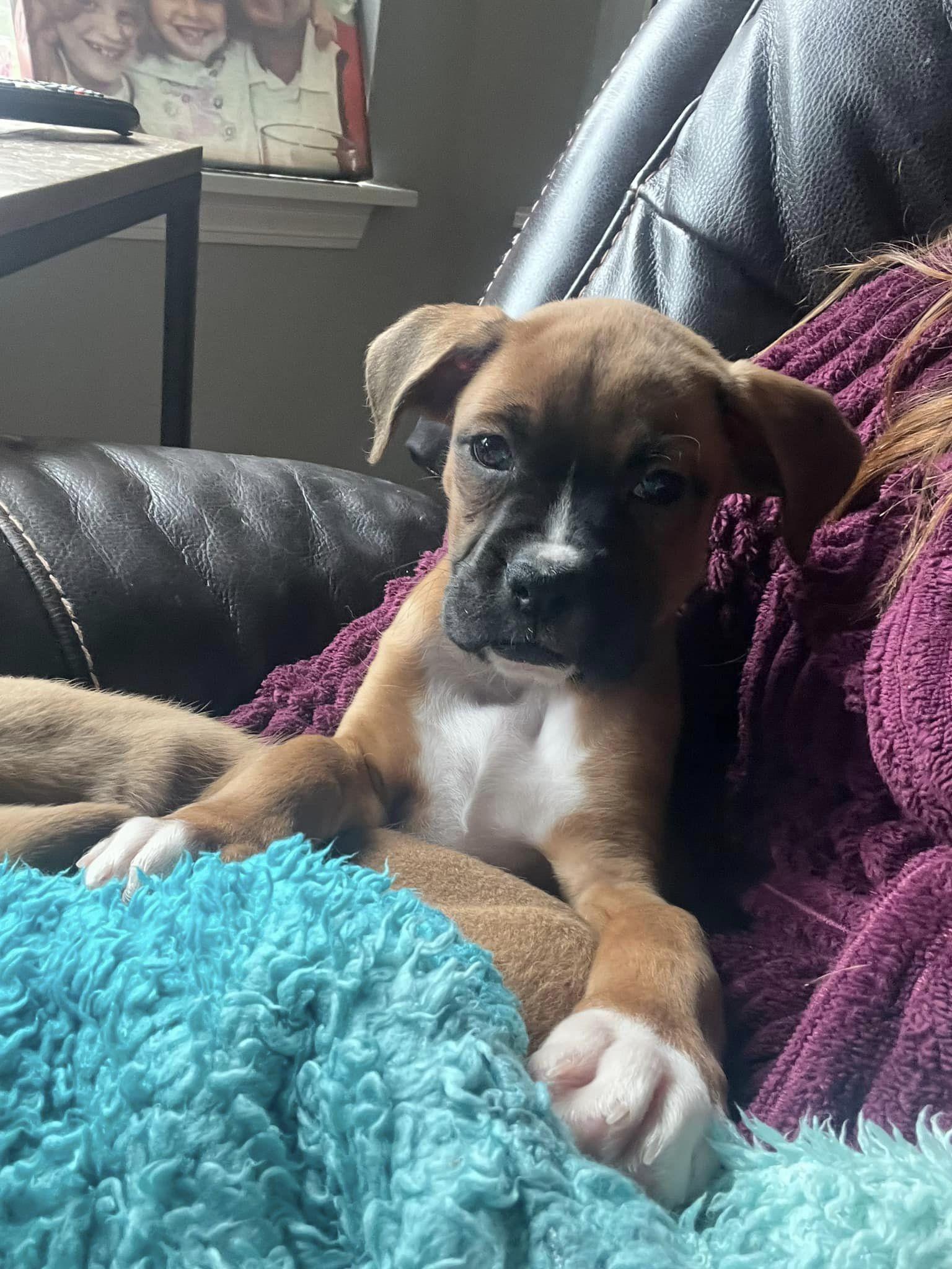 Dunkan, Adopted, Adult Male Boxer.