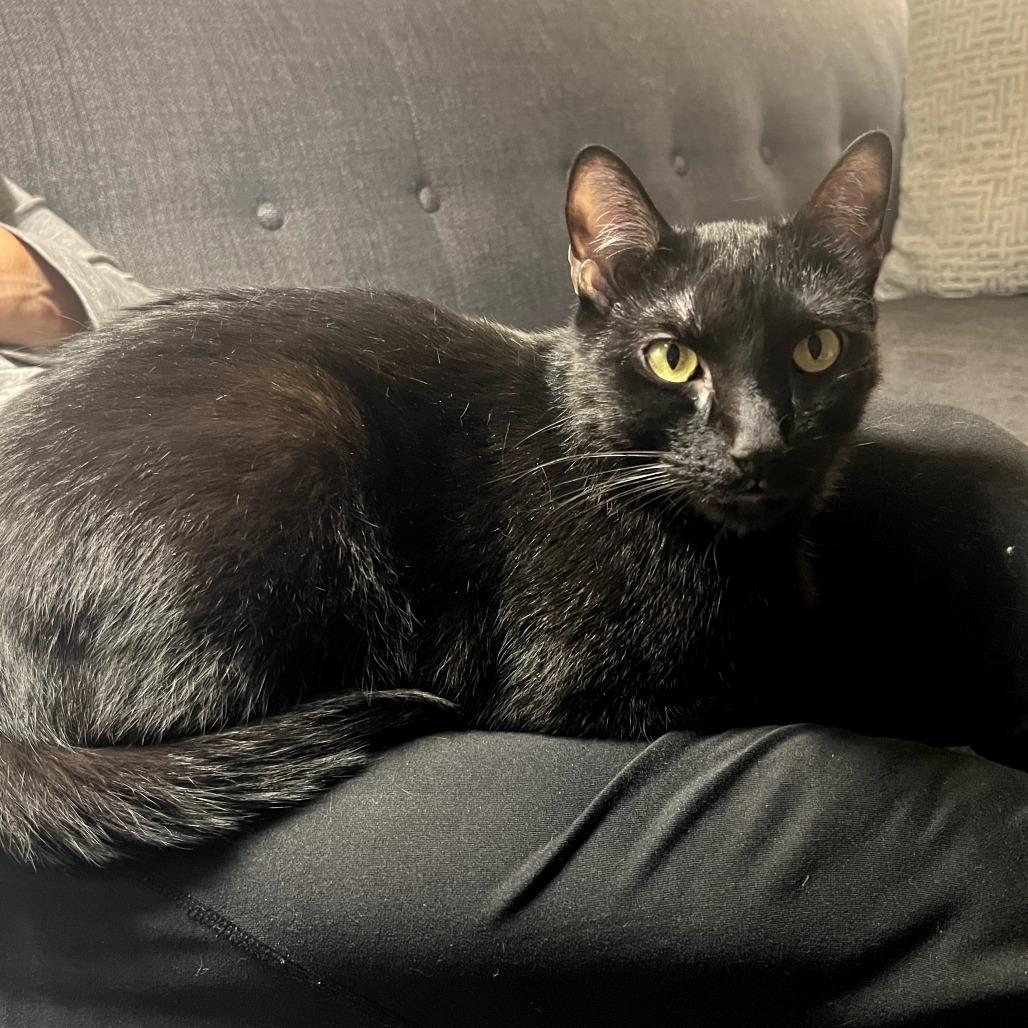 Enlarge Loki, a Adoptable Domestic Short Hair in New York, NY image 1/6