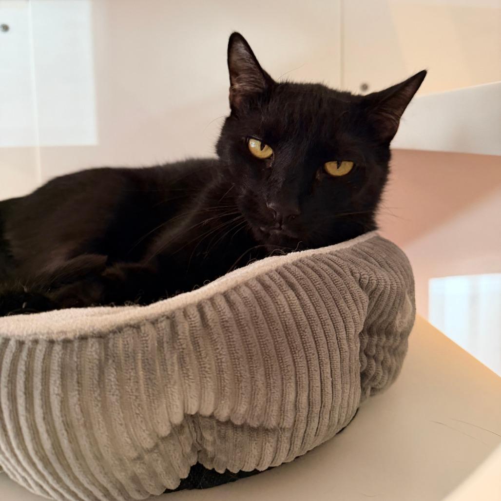 Enlarge Loki, a Adoptable Domestic Short Hair in New York, NY image 2/6