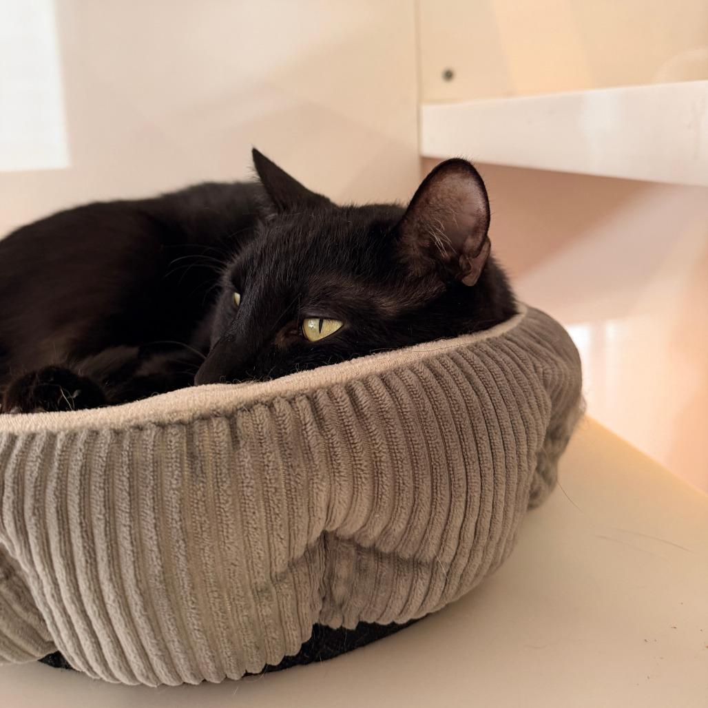 Enlarge Loki, a Adoptable Domestic Short Hair in New York, NY image 3/6