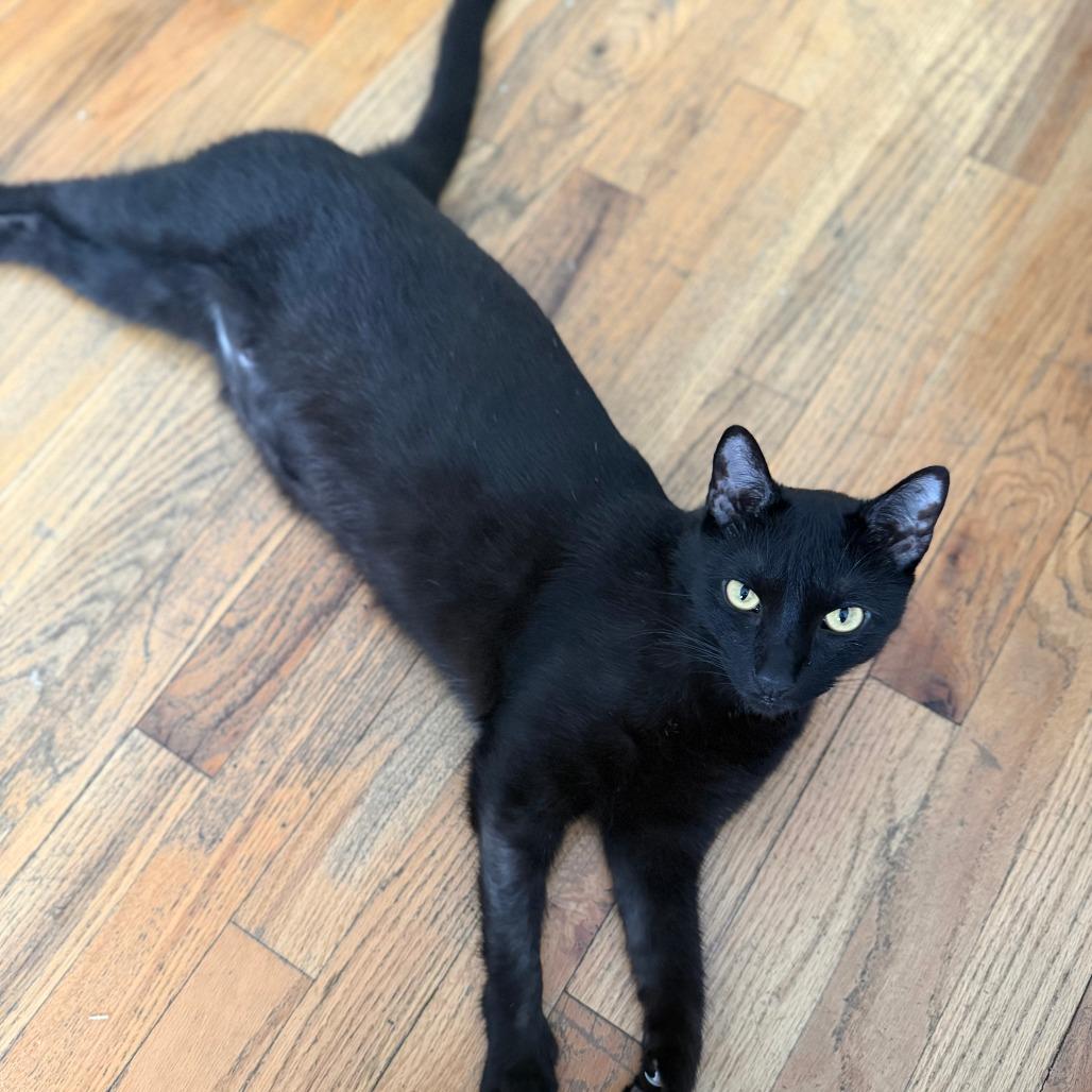 Enlarge Loki, a Adoptable Domestic Short Hair in New York, NY image 4/6
