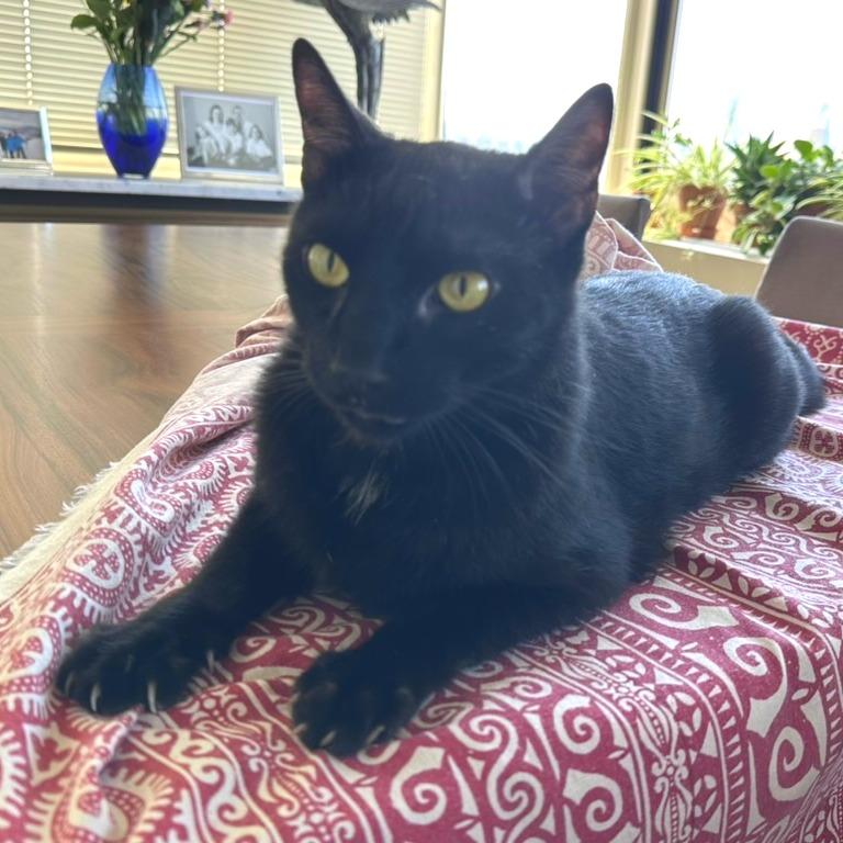 Enlarge Loki, a Adoptable Domestic Short Hair in New York, NY image 5/6