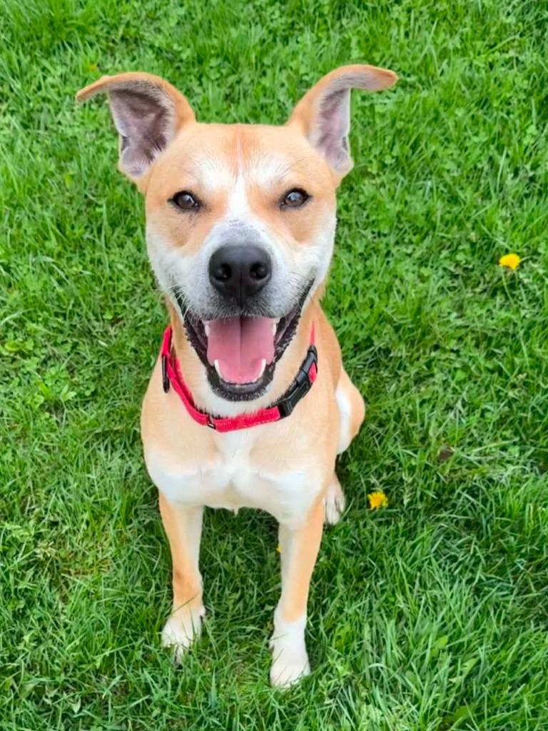 Max, Adoptable, Young Male Terrier.
