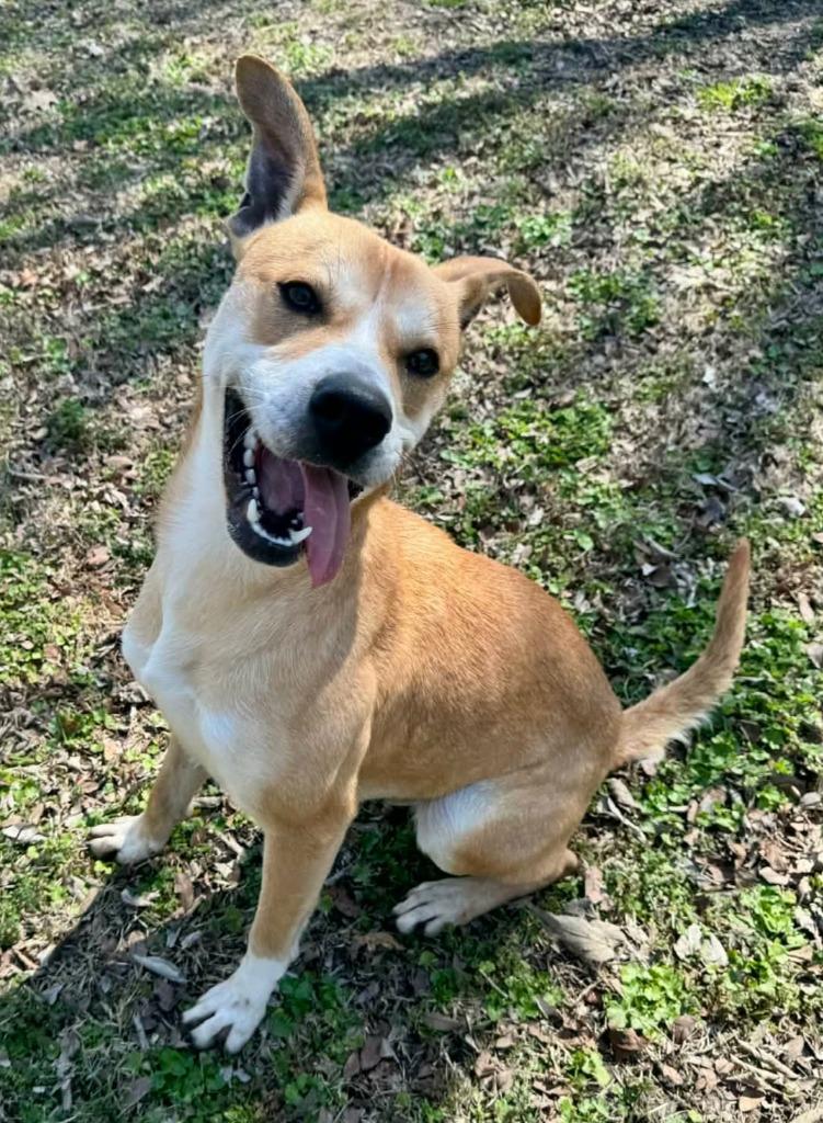 Max, Adoptable, Young Male Terrier.