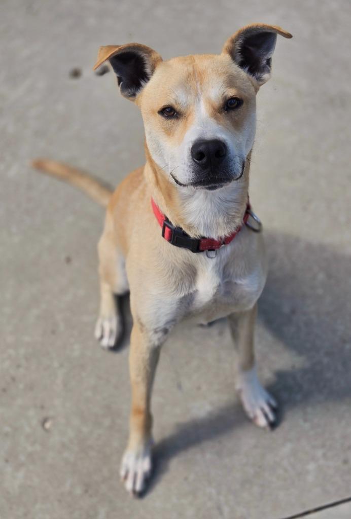 Enlarge Max, a Adoptable Terrier in Viroqua, WI image 3/3