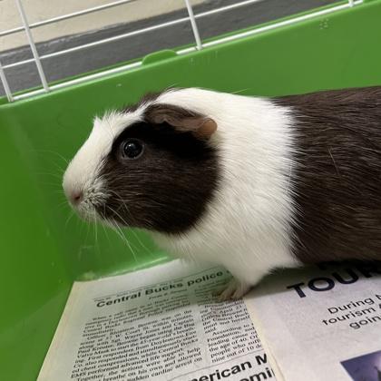 Oreo, Adoptable, Adult Female Guinea Pig.