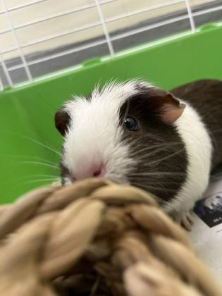 Oreo, a Adoptable Guinea Pig in New Hope, PA image 2/3