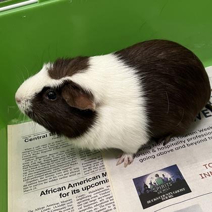 Oreo, a Adoptable Guinea Pig in New Hope, PA image 3/3