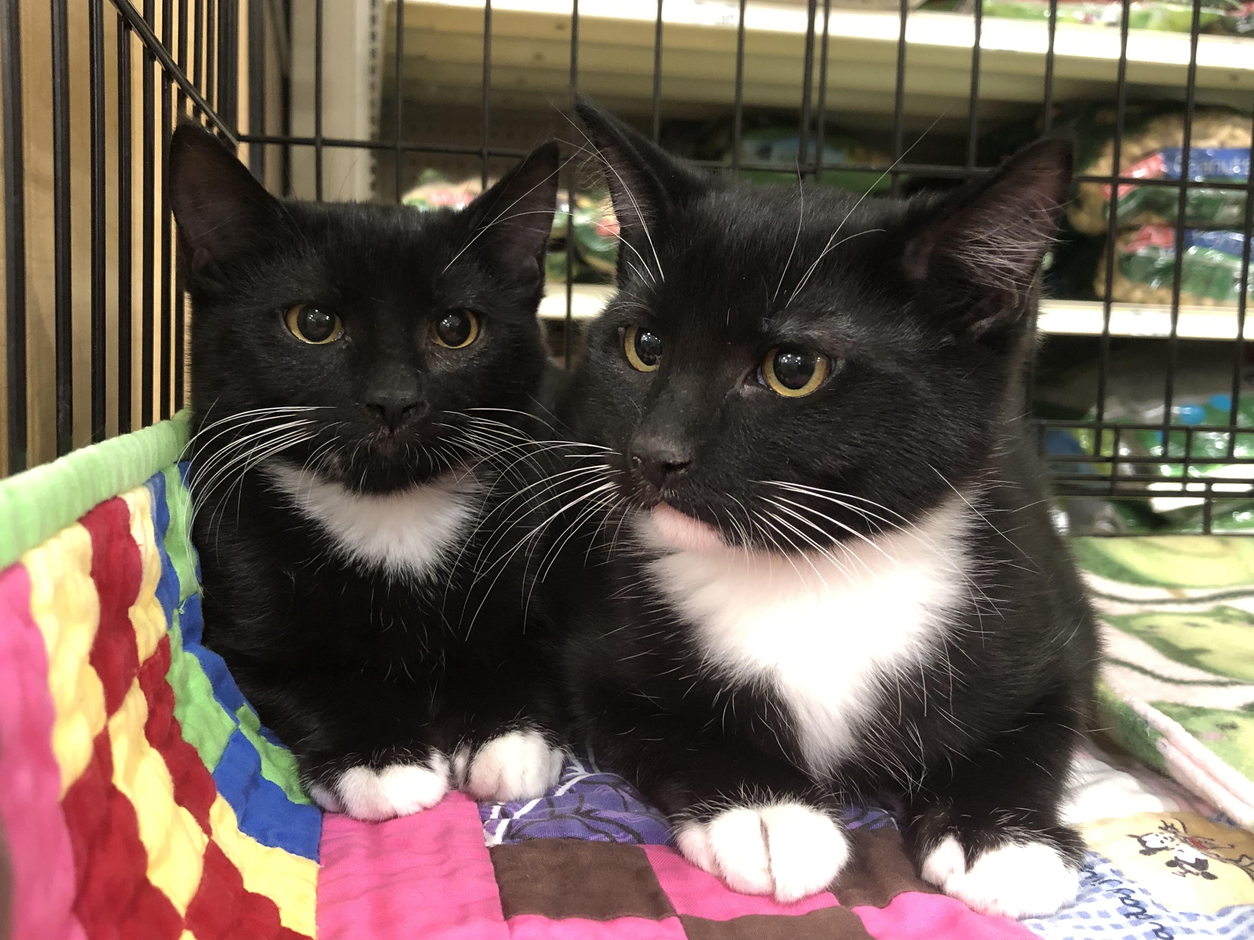 Enlarge Zippy & Volt *Bonded Pair*, an adopted Domestic Short Hair in Puyallup, WA image 1/2