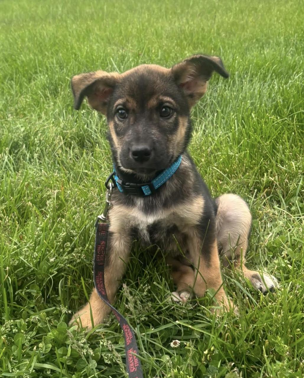 Rubble, adopted, Puppy Male German Shepherd Dog & Labrador Retriever.