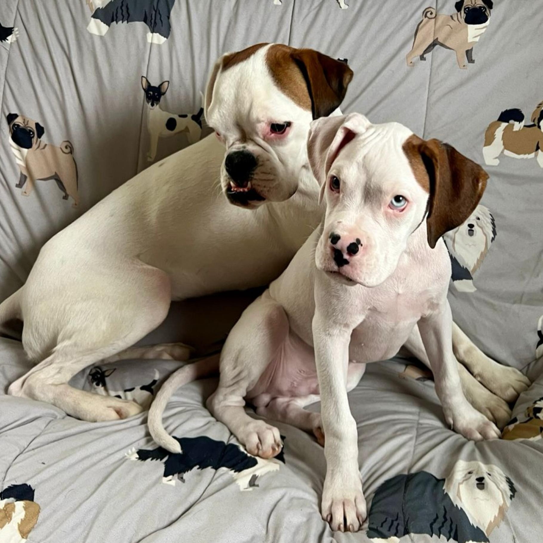 Enlarge Newt, a Adopted Boxer in Buffalo, NY image 4/6