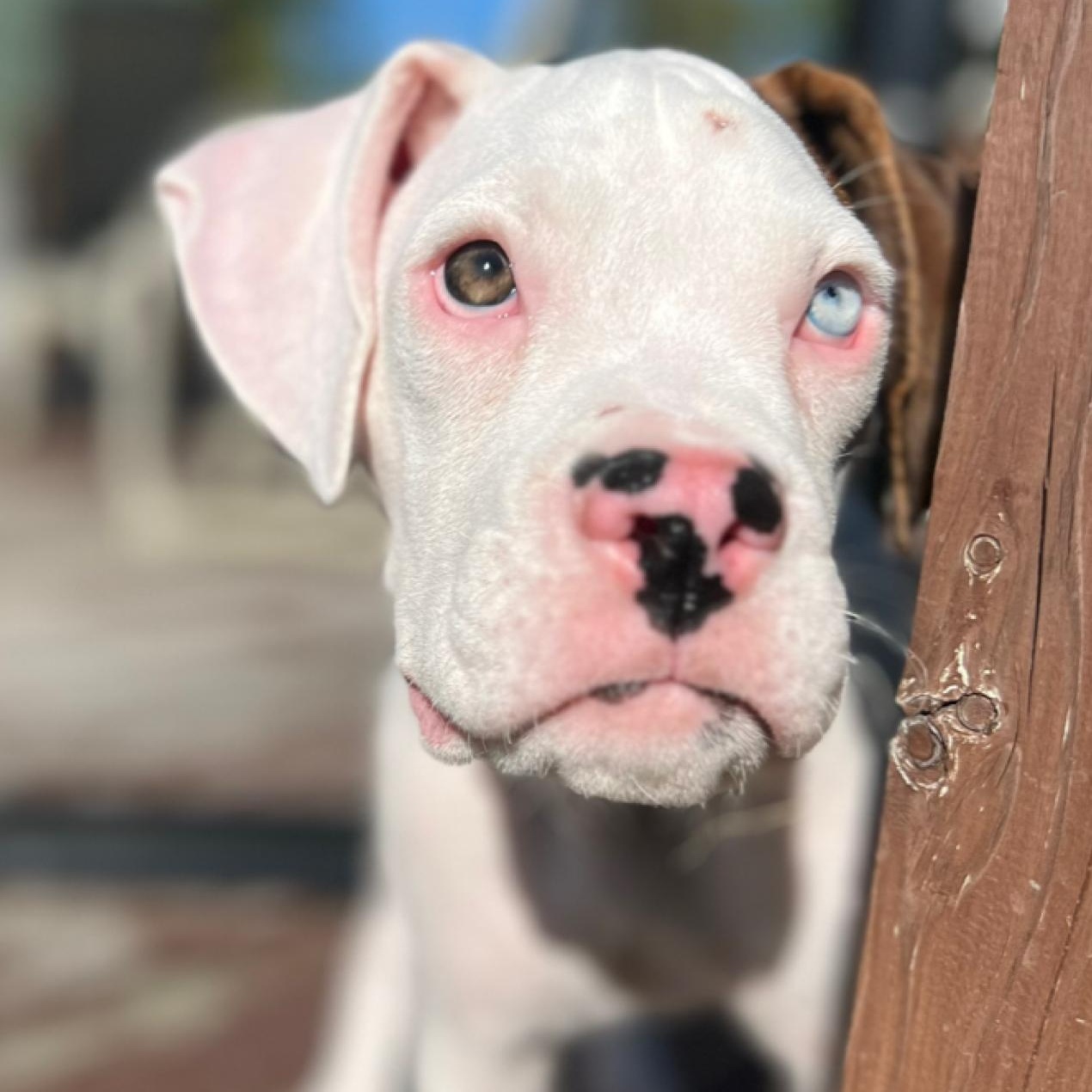 Enlarge Newt, a Adopted Boxer in Buffalo, NY image 2/6