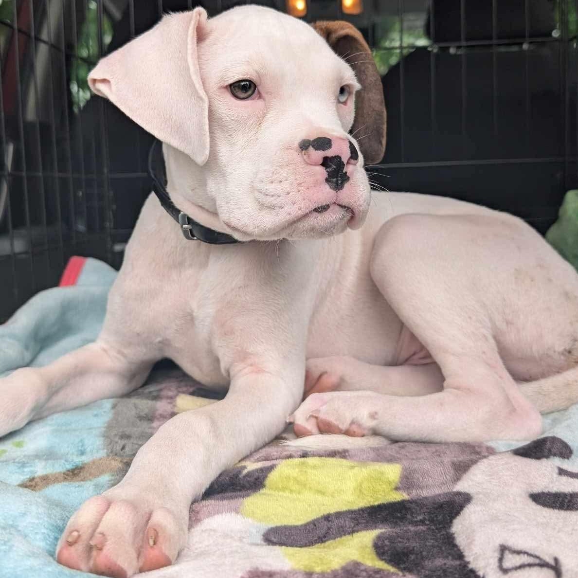 Enlarge Newt, a Adopted Boxer in Buffalo, NY image 5/6