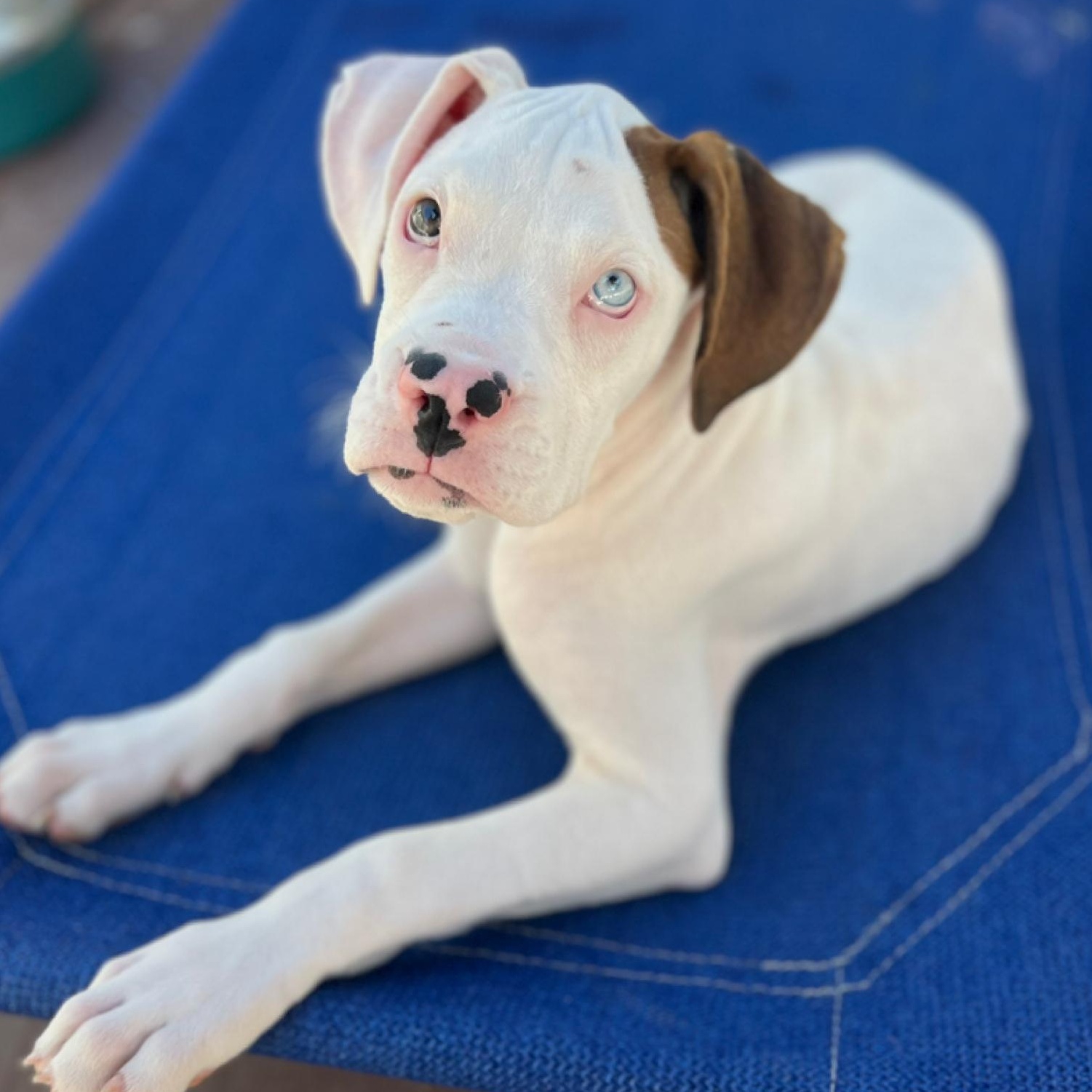 Newt, Adopted, Puppy Male Boxer.