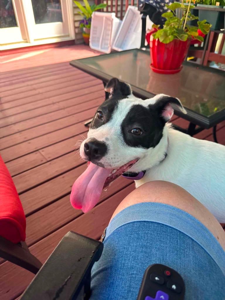 Enlarge Charlotte, a Adoptable mixed breed in Port Jervis, NY image 1/2