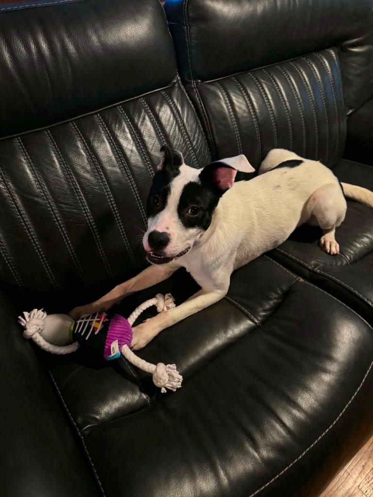 Enlarge Charlotte, a Adoptable mixed breed in Port Jervis, NY image 2/2