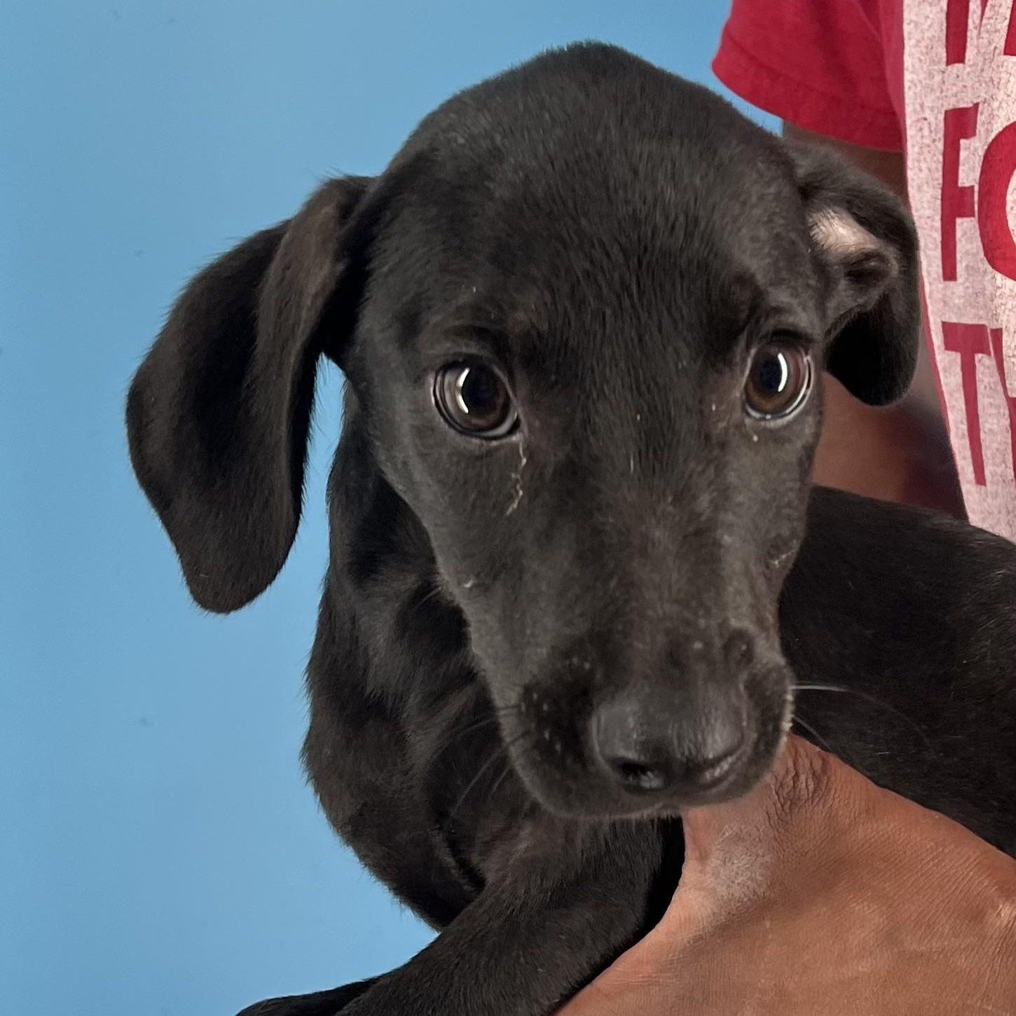 Enlarge Zelda - Local Dec 19-21, a Adoptable mixed breed in Beaverton , OR image 1/6