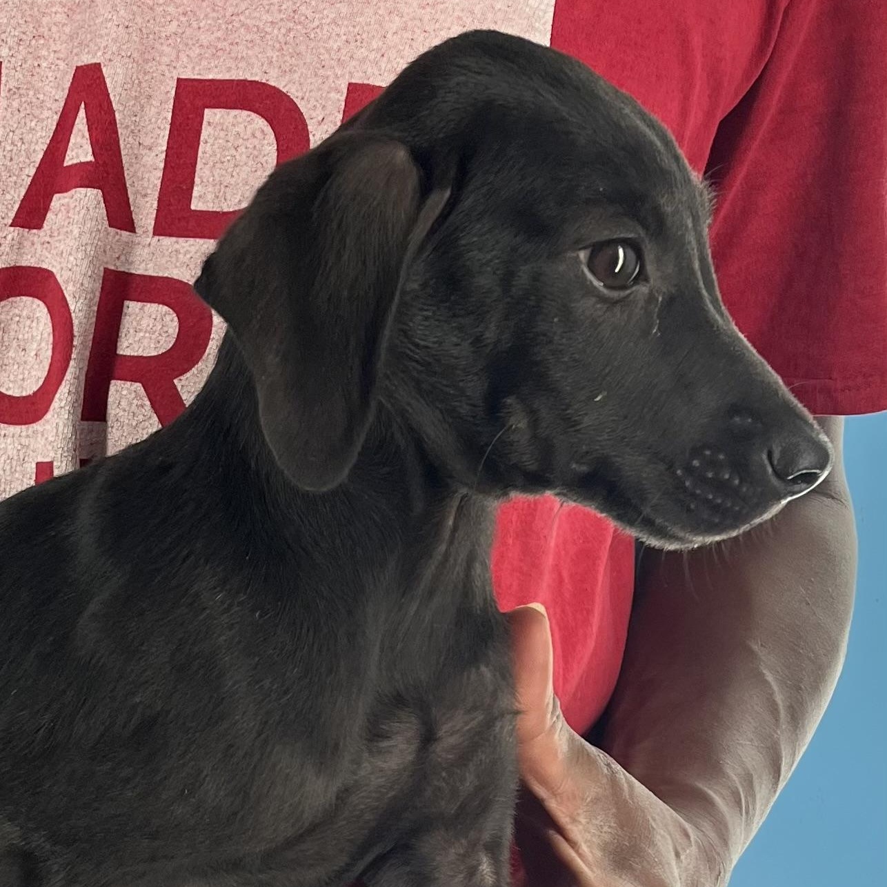 Enlarge Zelda - Local Dec 19-21, a Adoptable mixed breed in Beaverton , OR image 5/6