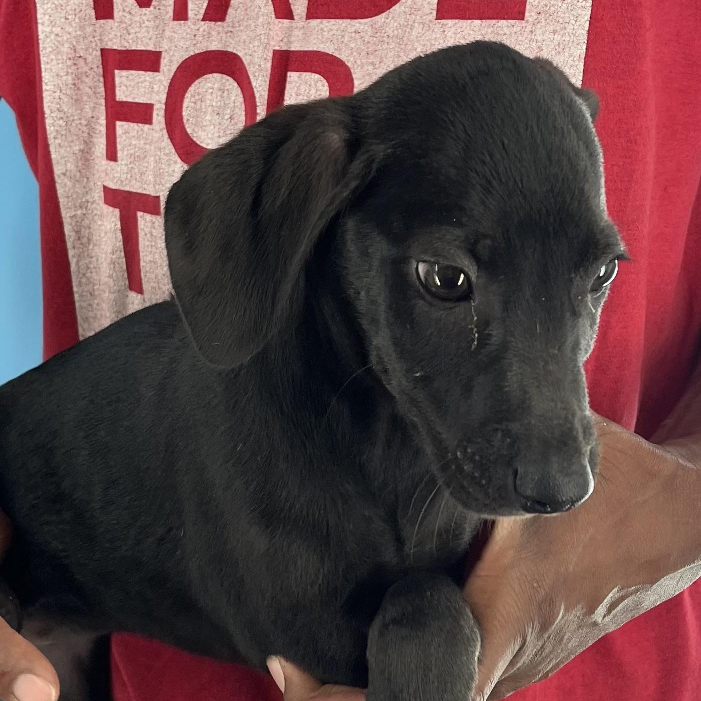 Enlarge Zelda - Local Dec 19-21, a Adoptable mixed breed in Beaverton , OR image 6/6