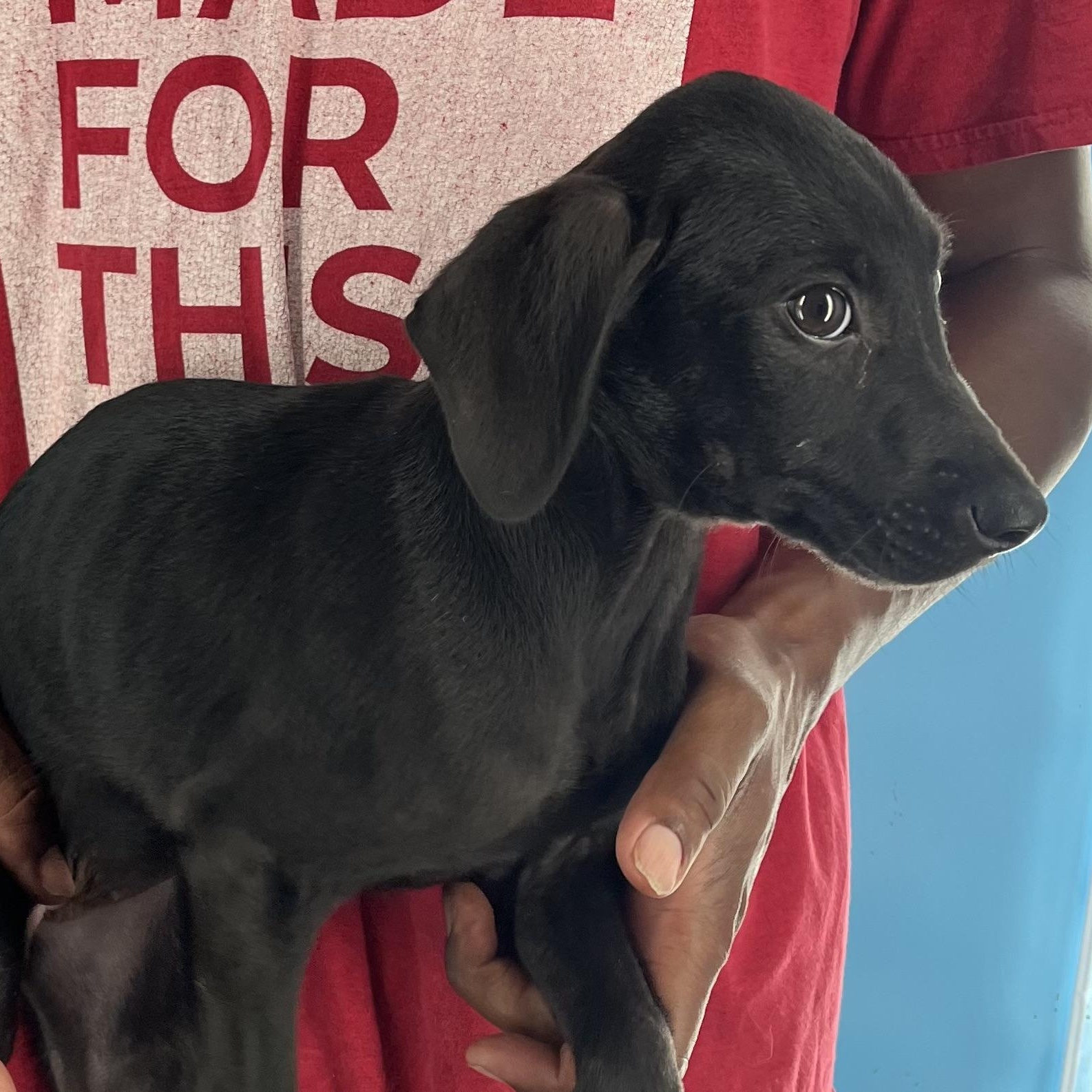 Zelda - Local Sept 26-28