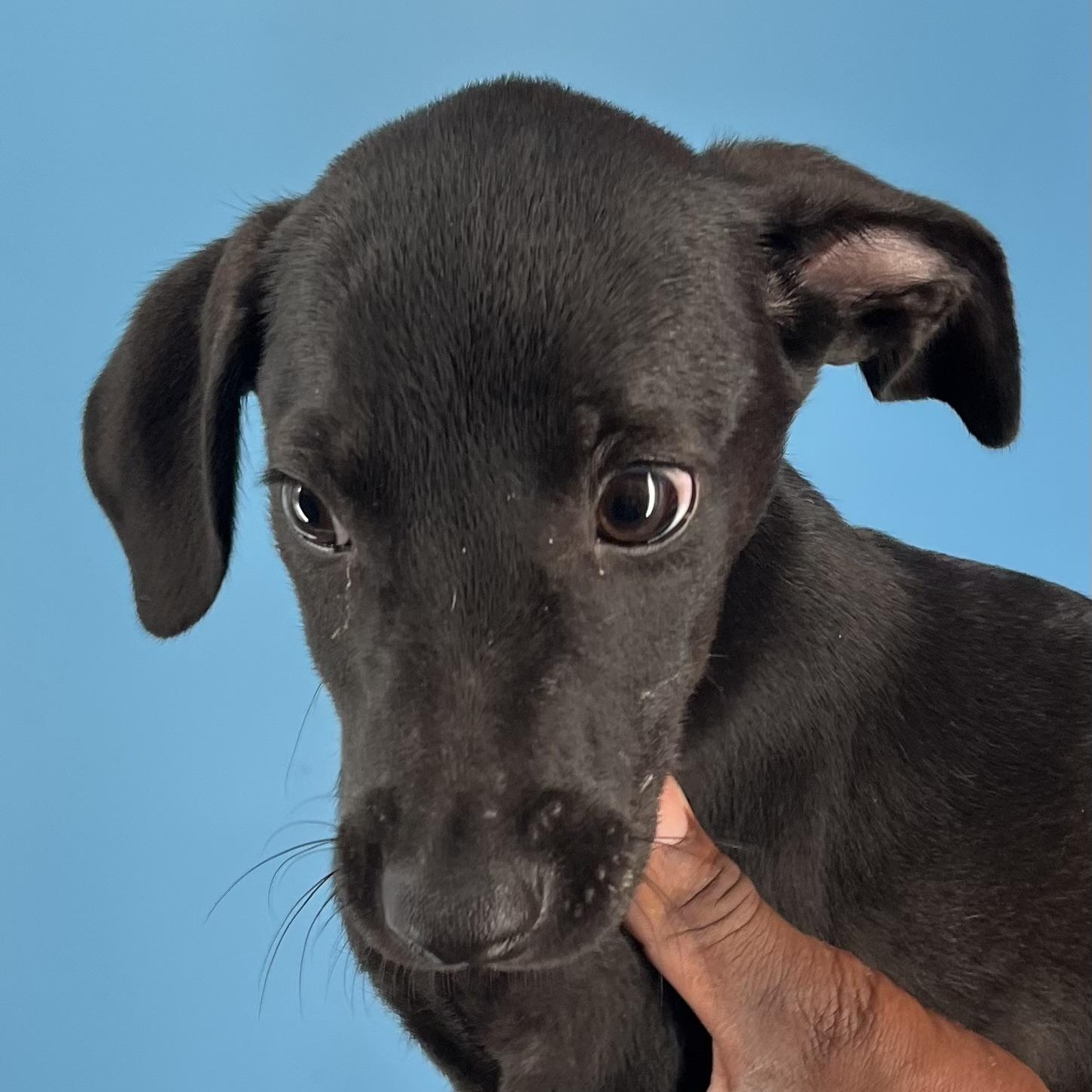 Enlarge Zelda - Local Dec 19-21, a Adoptable mixed breed in Beaverton , OR image 2/6