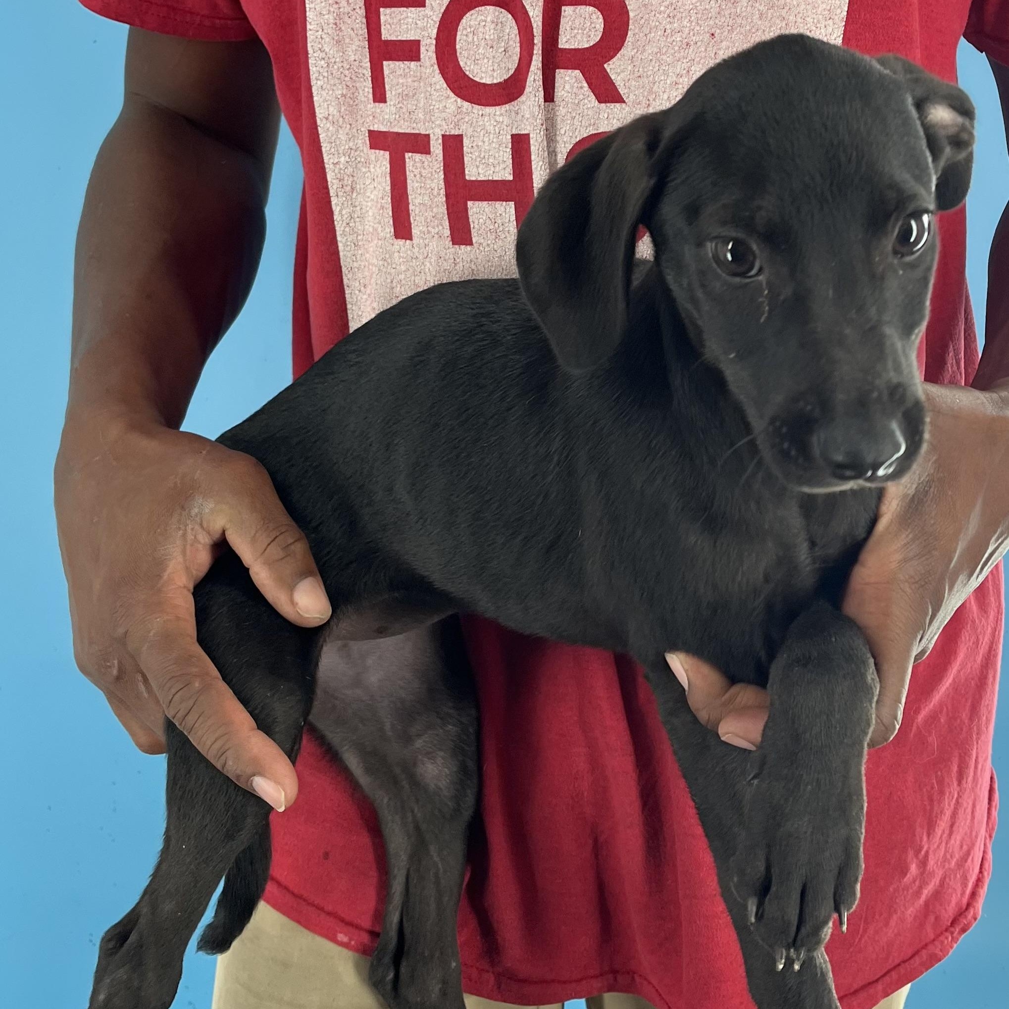 Enlarge Zelda - Local Dec 19-21, a Adoptable mixed breed in Beaverton , OR image 3/6